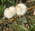 /album/my-local-birding-gallery/dandelion-clocks-ready-for-seeding-jpg/